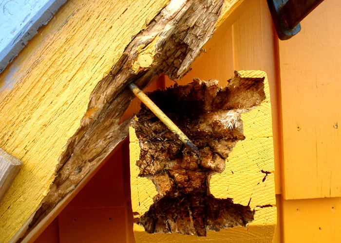 Was ist morsches Holz - So reparierst du richtig